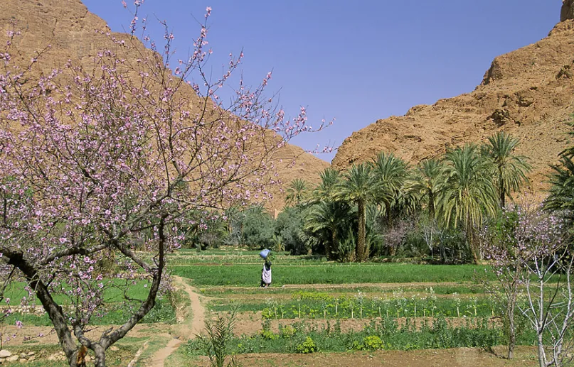 شخص يمر بين بساتين في المغرب. الصورة بعدسة كورت كارنمارك للبنك الدولي.