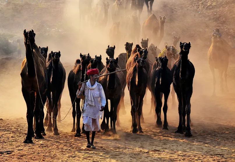 Camel seller in India. Photo by Chinmoy Biswas, 2016 CGAP Photo Contest.