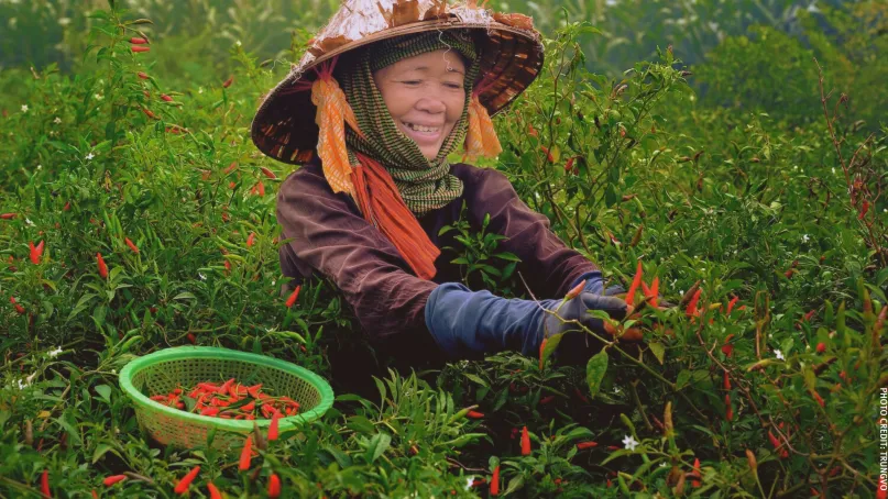 Woman picking red chilies.