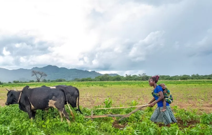 Farmer with oxen, Zambia. 