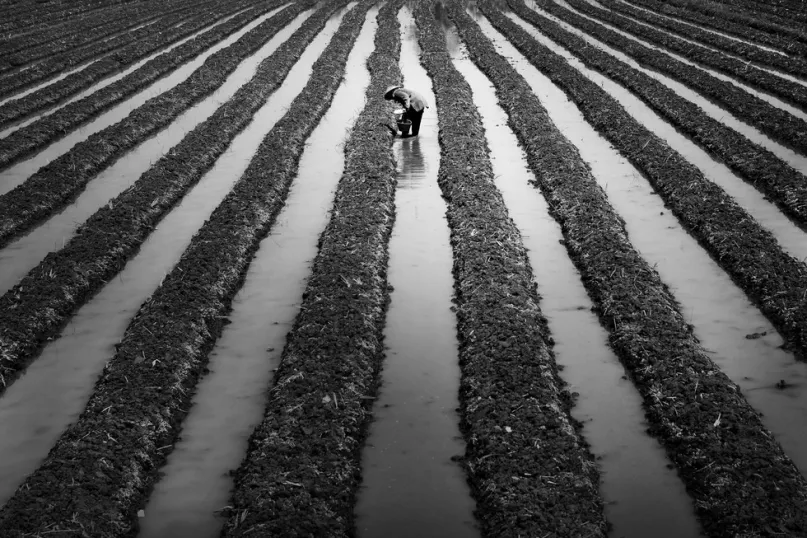 Farmer planting field. Photo by Ichmunandar, 2014 CGAP Photo Contest.