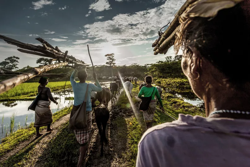 Femmes rentrant chez elles après avoir ramassé du bois de chauffe dans les forêts. Photo de Sujan Sarkar. Concours photos du CGAP 2017.