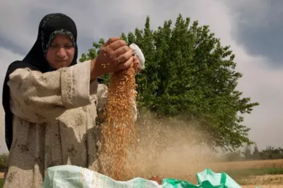 Farmer sifting or filtering through feed