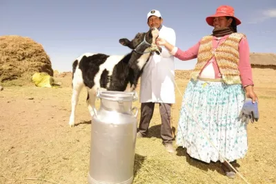 Un hombre y una mujer parados con una ternera y un tarro de leche, en Bolivia.