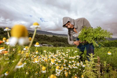 Mujer en San Miguel, Totoró, Cauca, Colombia, recolectando cultivo de plantas medicinales.