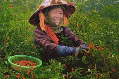 Woman picking red chilies.