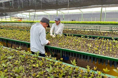 Hombres trabajando en un almácigo en un invernadero en Colombia.