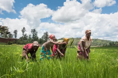 Four farmers working in a green field.