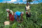 Women farming in a field of green.