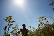 Woman walks with her son on her back in a cotton field in Mozambique.