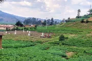 Irish Potato smallholders in Musanze, Rwanda.