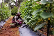 Woman working with plants. Photo by Yifei Liu, 2014 CGAP Photo Contest.