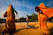 Women Drying Paddy in Bangladesh, Mohammad Moniruzzaman, 2012.