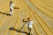 Collecting rice in Indonesia. Photo credit: Andi Sucirta, 2012 CGAP Photo Contest.