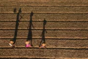 Myanmar pea farm. Photo by Pyae Phyo Thet Paing, 2016 CGAP Photo Contest.