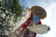 Woman working as farm laborer. Photo credit: Iman Firmansyah, 2015 CGAP Photo Contest.