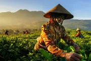 Worker picking tea leaves, Indonesia. Photo credit: Dhiky Aditya, 2016 CGAP Photo Contest.