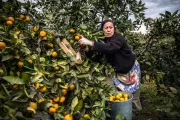 Mujer recogiendo naranjas. Por Pavel Sobolov, Concurso de Fotografía CGAP 2016.