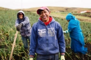 Dos hombres jóvenes y una mujer cultivando una plantación en Colombia.